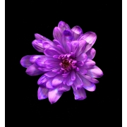 Краска для окрашивания живых цветов 275 мл  № 17 Ярко фиолетовый